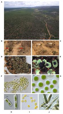 Neglected but Potent Dry Forest Players: Ecological Role and Ecosystem Service Provision of Biological Soil Crusts in the Human-Modified Caatinga